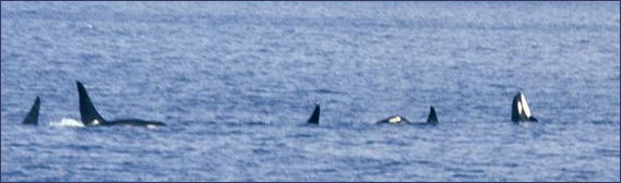 20120522-killer whale ickr_-_NOAA_Photo_Library.jpg